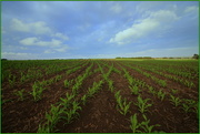 27th Nov 2014 - Maize cropping