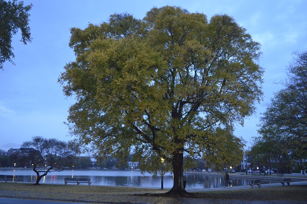Autumn hackberry tree, Colonial Lake, Charleston, SC by congaree