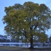Autumn hackberry tree, Colonial Lake, Charleston, SC by congaree