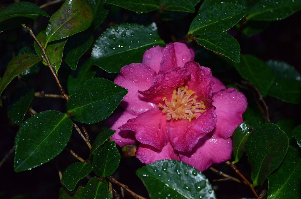 Camellia after rain by congaree