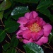 Camellia after rain by congaree