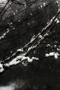 22nd Nov 2014 - Snow Kissed Branches