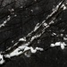 Snow Kissed Branches by digitalrn