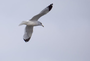 27th Nov 2014 - Seagull flys Top