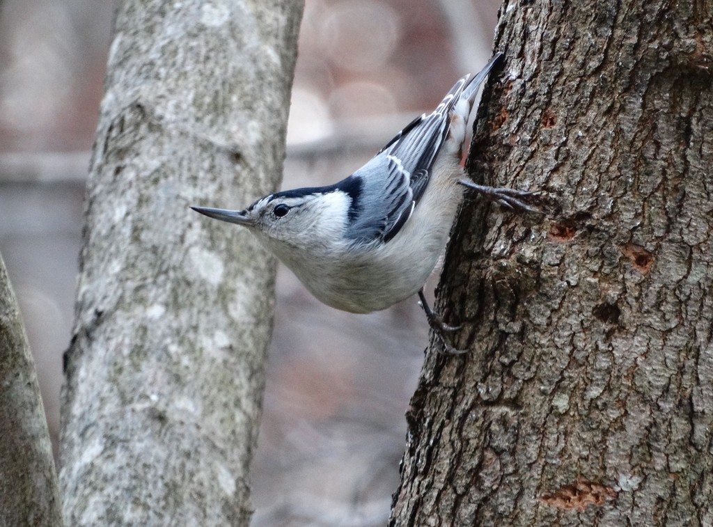 White-breasted Nuthatch by khawbecker