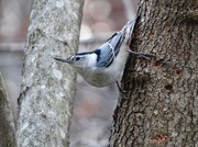 27th Nov 2014 - White-breasted Nuthatch
