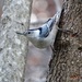 White-breasted Nuthatch by khawbecker