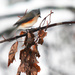Tufted Titmouse  by mzzhope