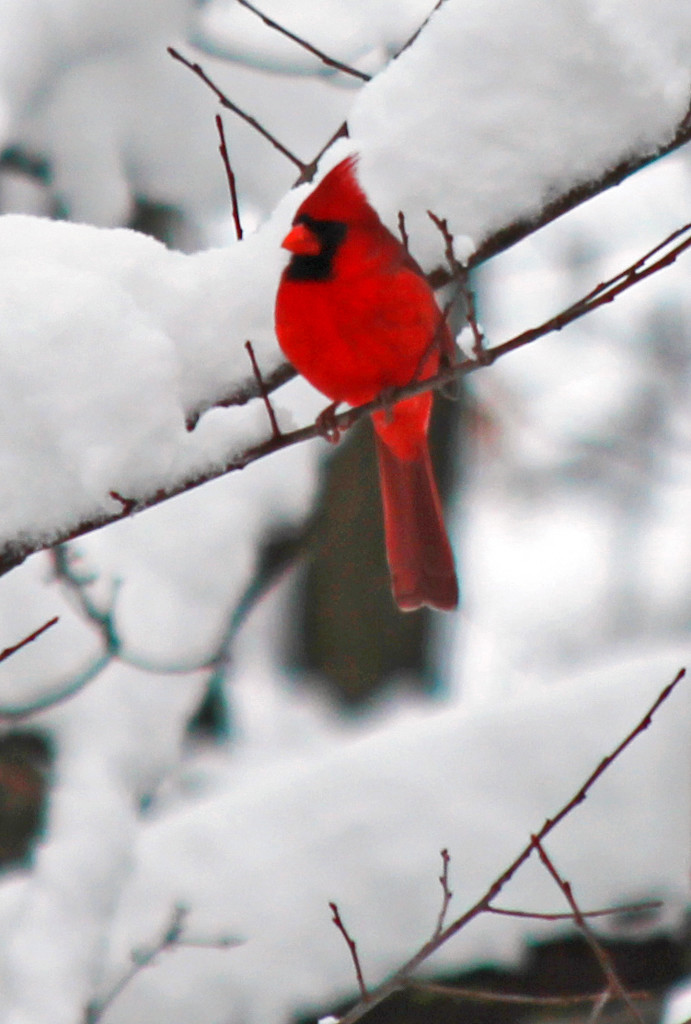 Male Cardinal  by mzzhope