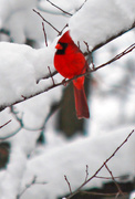 27th Nov 2014 - Male Cardinal 