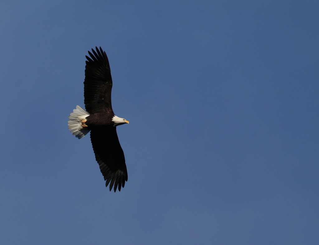 Adult Bald Eagle by kimmer50