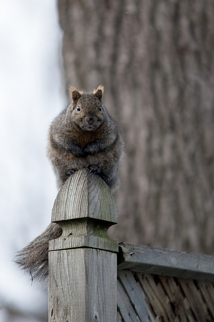 Squirrel on Post! by fayefaye