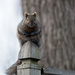 Squirrel on Post! by fayefaye