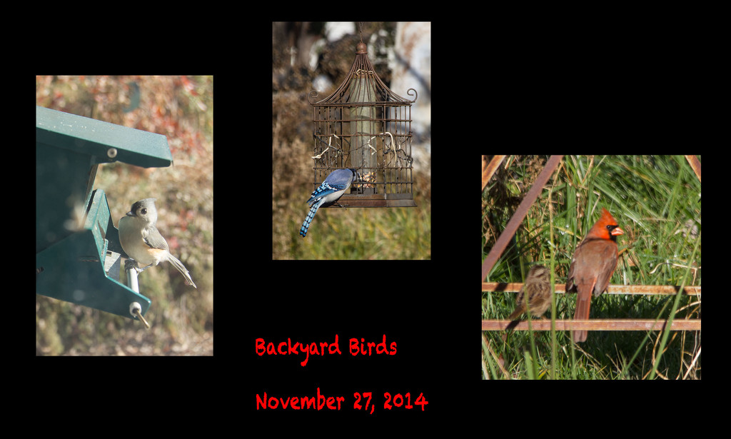 Backyard Birds Collage by randystreat