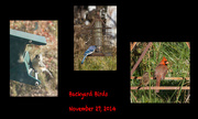27th Nov 2014 - Backyard Birds Collage