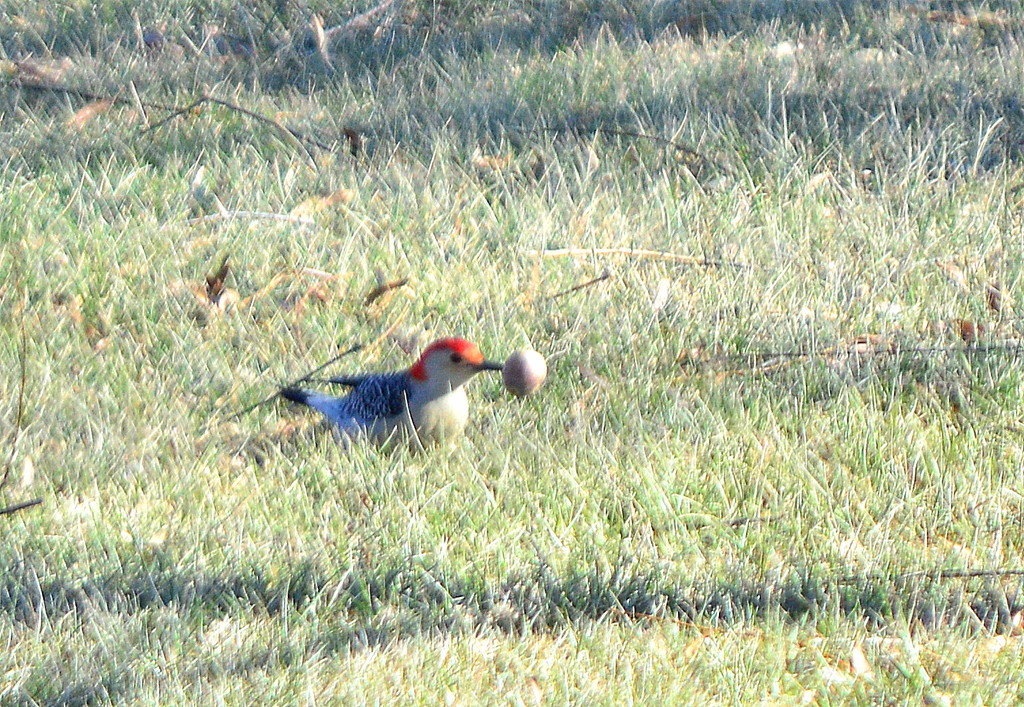 The Woodpecker's Thanksgiving Dinner by kareenking