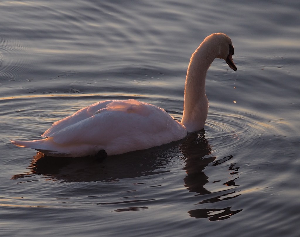 A Pink Swan by selkie