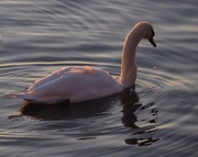 27th Nov 2014 - A Pink Swan