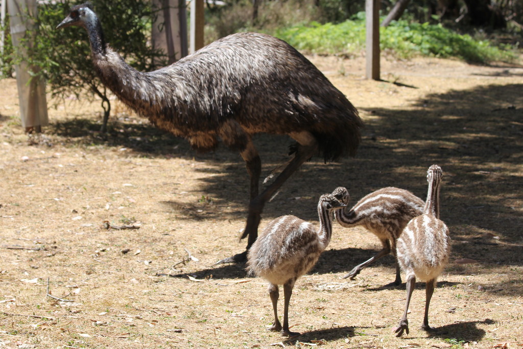 Checking the emu family. by gilbertwood