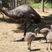 Checking the emu family. by gilbertwood