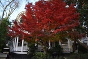 28th Nov 2014 - Japanese maple in glorious full color, historic district, Charleston, SC