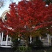 Japanese maple in glorious full color, historic district, Charleston, SC by congaree