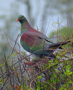 28th Nov 2014 - NZ wood pigeon-kereru