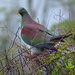 NZ wood pigeon-kereru by kali66