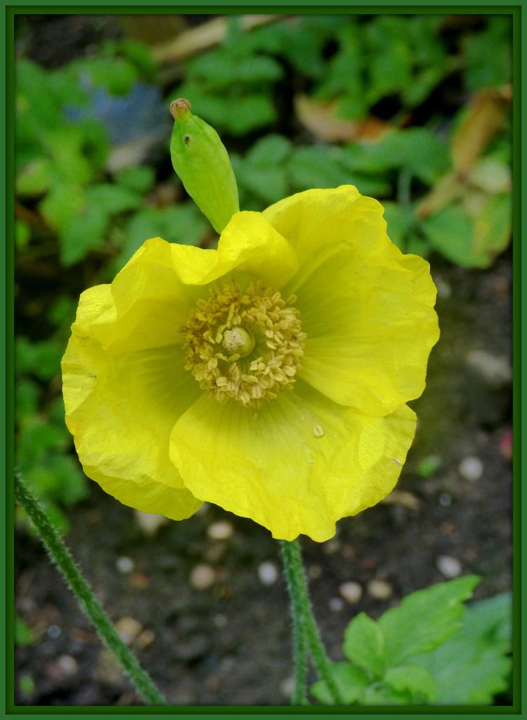  Welsh Poppy  by beryl