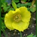  Welsh Poppy  by beryl