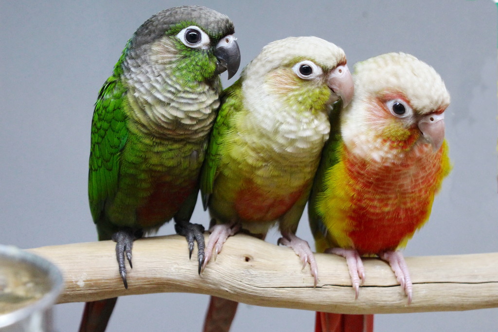 Green Cheek Conures by terryliv