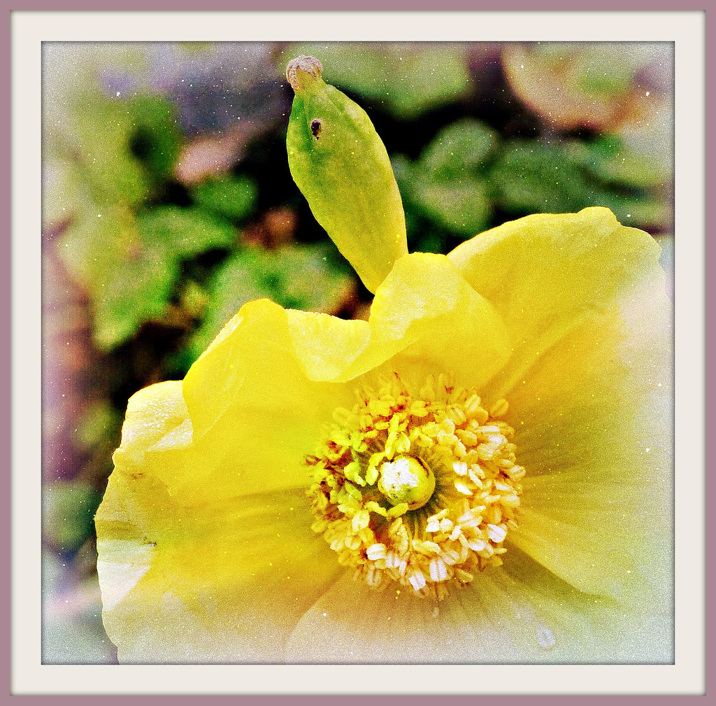 Poppy with some editing !  by beryl