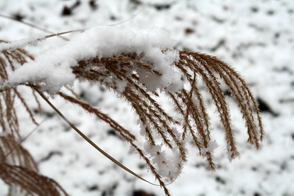 Snow on my ornamental grass by mittens