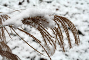 28th Nov 2014 - Snow on my ornamental grass