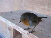 28th Nov 2014 -  a bird hide visitor