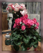 25th Nov 2014 - said the roses to the cyclamen....