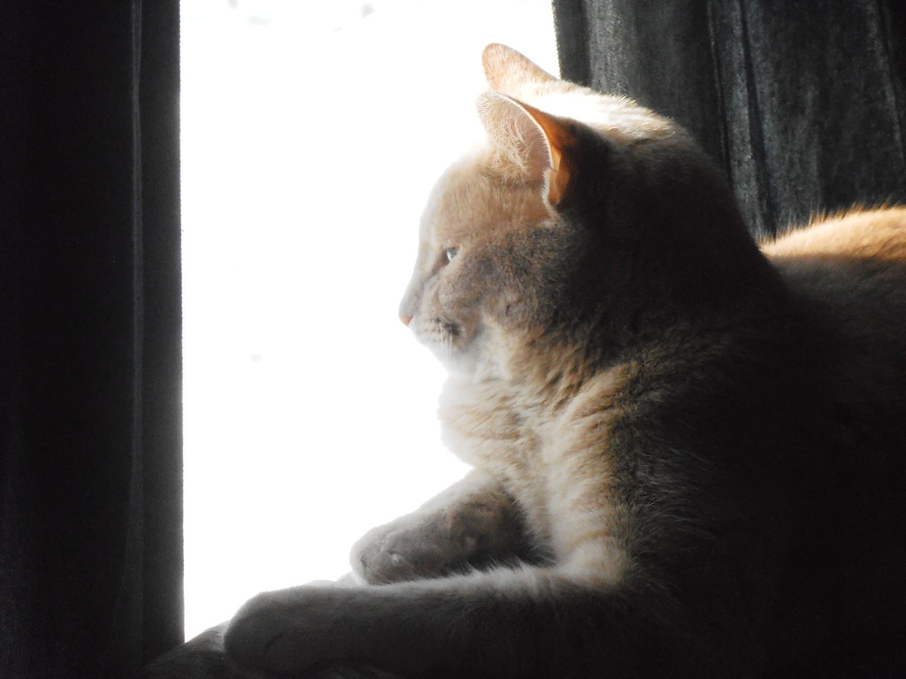 Kitty looking out the window by julie
