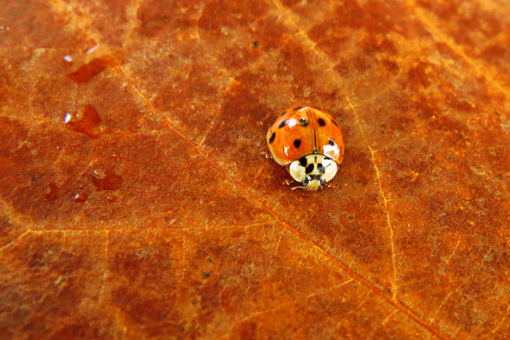 Ladybug Invasion by milaniet