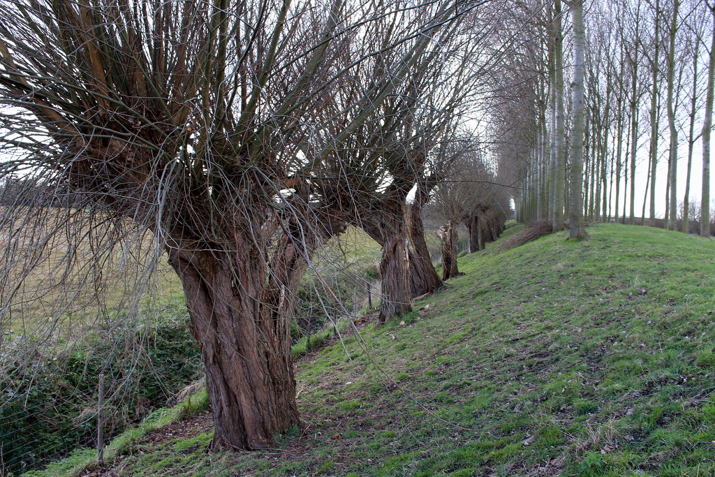 Ditch, dike, knotted willows and rows of trees by pyrrhula