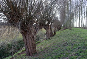 28th Nov 2014 - Ditch, dike, knotted willows and rows of trees