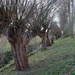 Ditch, dike, knotted willows and rows of trees by pyrrhula