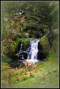29th Nov 2014 - Waitangi Falls..