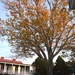 Autumn tree by congaree