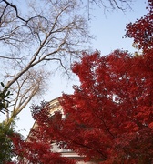 29th Nov 2014 - Japanese maple