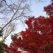 Japanese maple by congaree