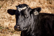 28th Nov 2014 - How now black steer