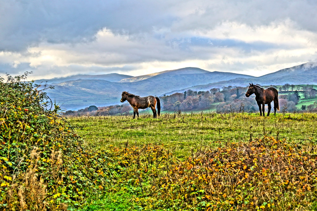 WELSH MOUNTAIN PONIES by markp