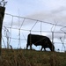 Silhouette of a bull by mittens