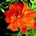 Narančasti cvijet on 365 Project