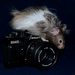 Hamster + SLR by richardcreese